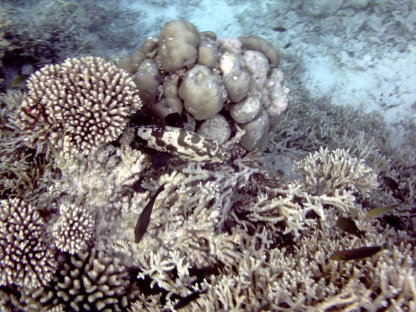 Groupers - Brown Marbled Grouper