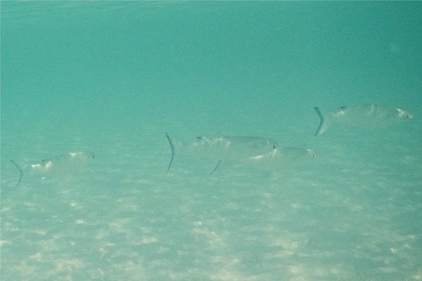 Mullets - White Mullet