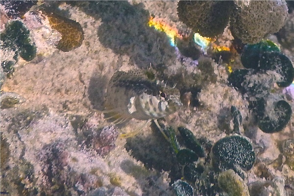 Blennies - Dusky Blenny