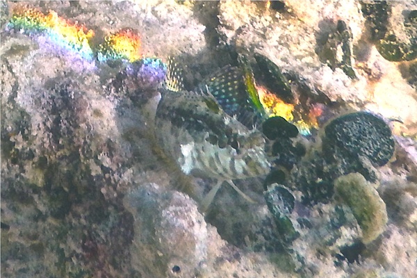 Blennies - Dusky Blenny