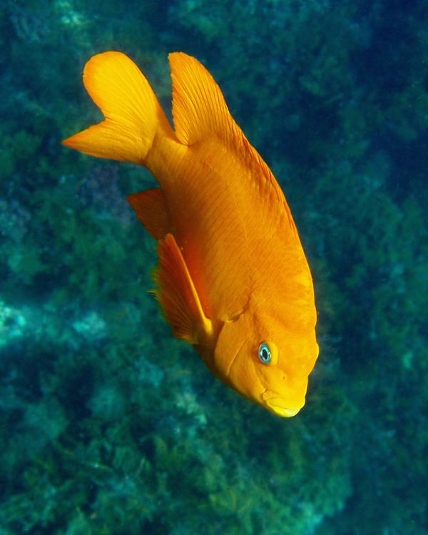 Damselfish - Garibaldi damselfish