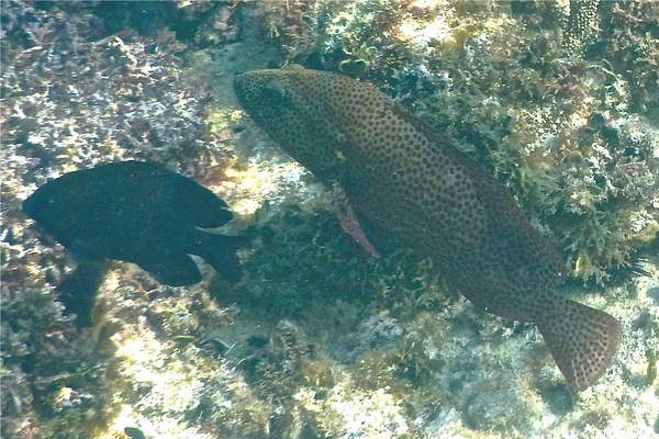 Groupers - Graysby