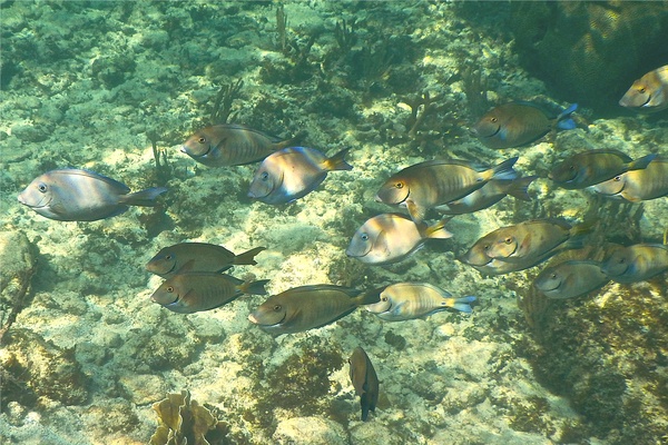 Surgeonfish - Doctorfish Surgeonfish - Doctorfish