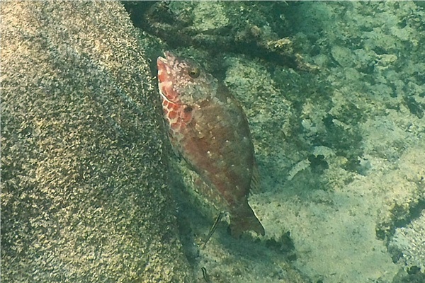 Parrotfish - Redtail Parrotfish Parrotfish - Redtail Parrotfish
