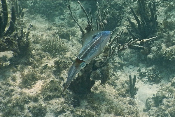 Squid - Caribbean Reef Squid