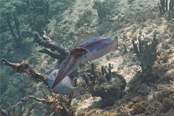 Squid - Caribbean Reef Squid Squid - Caribbean Reef Squid
