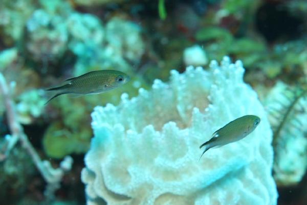 Damselfish - Brown Chromis