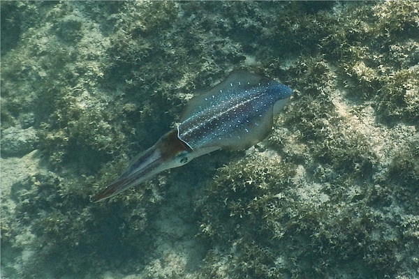 Squid - Caribbean Reef Squid