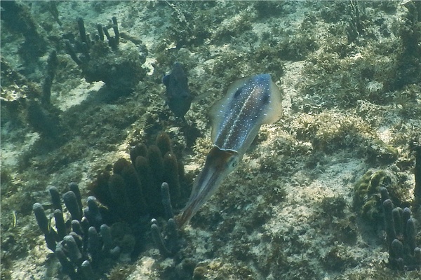 Squid - Caribbean Reef Squid Squid - Caribbean Reef Squid