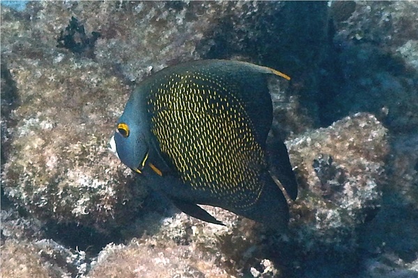 Angelfish - French Angelfish