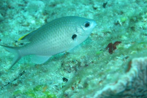 Damselfish - Brown Chromis