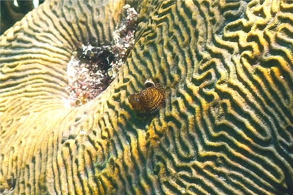 Nudibranch - Christmas tree worm