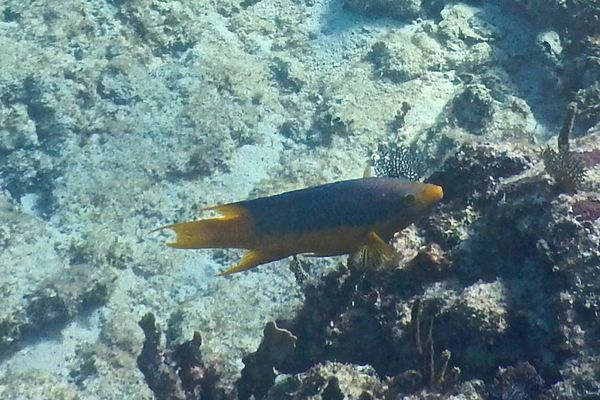Hogfish - Spanish Hogfish