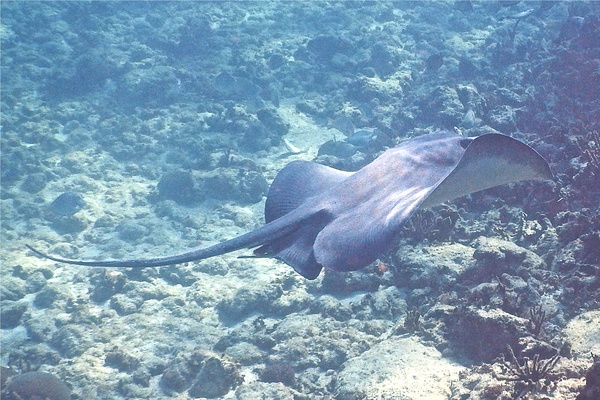 Stingrays - Whiptail Stingray