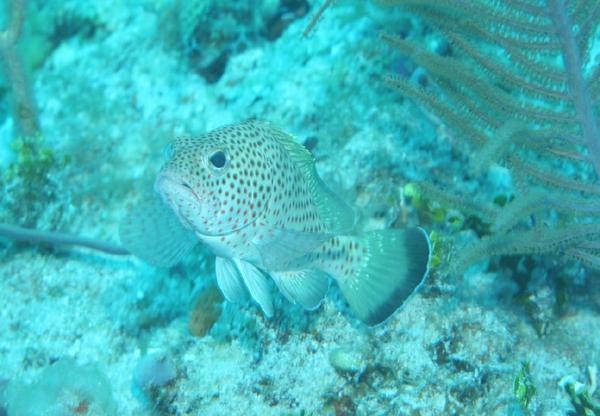 Groupers - Red Hind