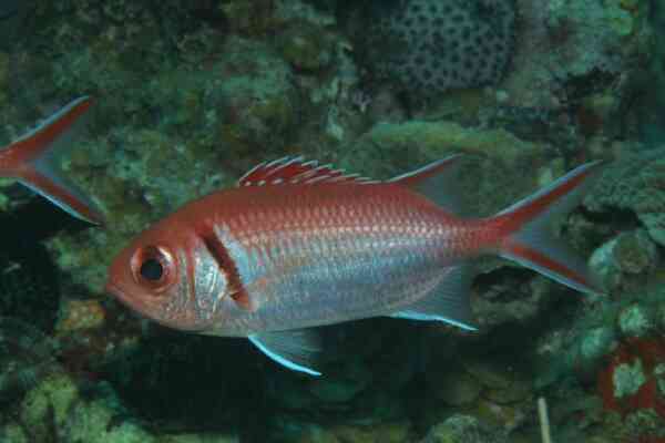 Squirrelfish - Blackbar Soldierfish