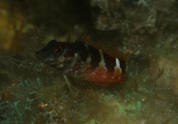 Blennies - Saddled Blenny