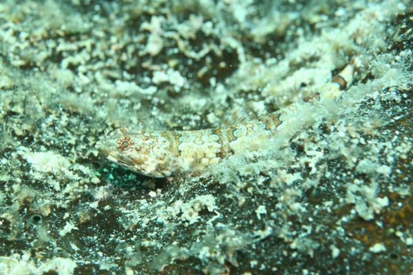 Lizardfish - Red Lizardfish