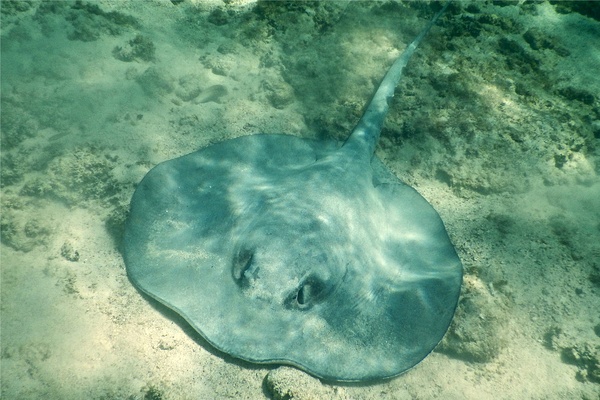 Stingrays - Whiptail Stingray