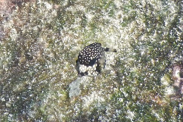 Trunkfish - Smooth Trunkfish