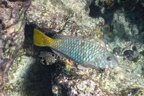 Trunkfish - Smooth Trunkfish