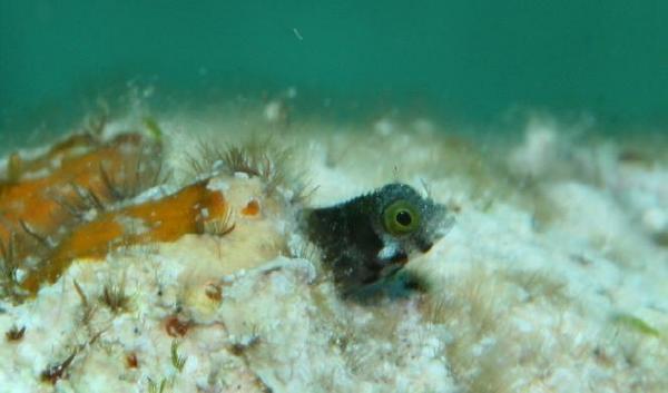 Blennies - Secretary Blenny