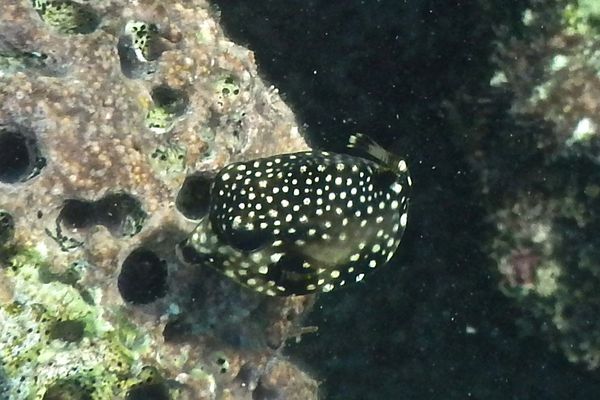 Trunkfish - Smooth Trunkfish