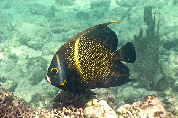 Angelfish - French Angelfish