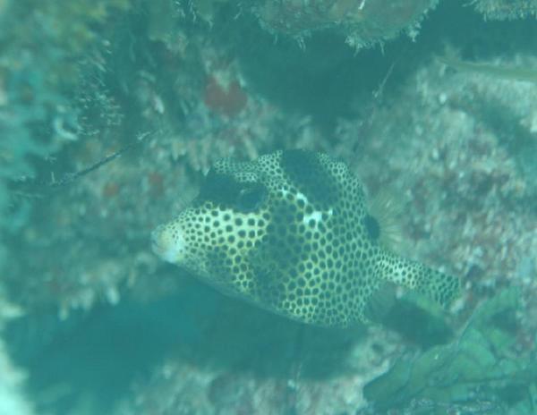 Trunkfish - Spotted Trunkfish