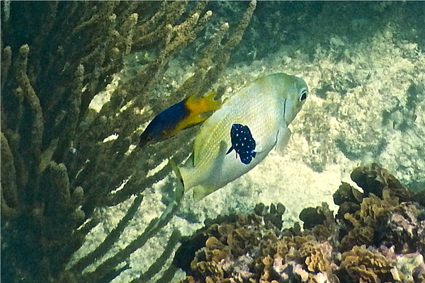 Damselfish - Yellowtail Damselfish