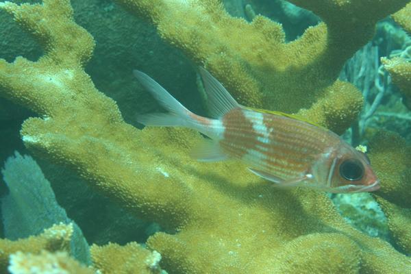 Squirrelfish - Squirrelfish