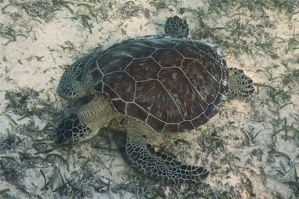 Turtle - Green Sea Turtle Turtle - Green Sea Turtle