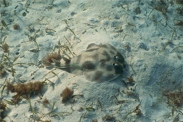 Electric Rays - Lesser Electric Ray