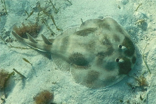 Electric Rays - Lesser Electric Ray
