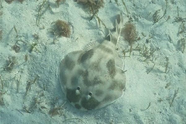 Electric Rays - Lesser Electric Ray