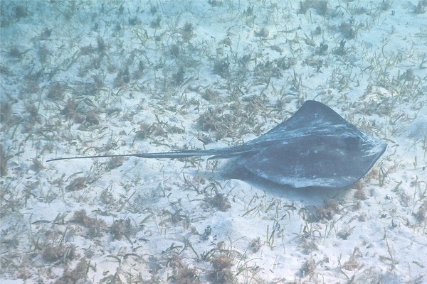 Stingrays - Southern Stingray