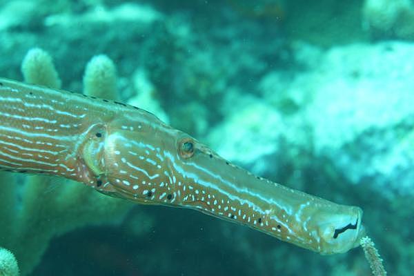 Trumpetfish - Trumpetfish