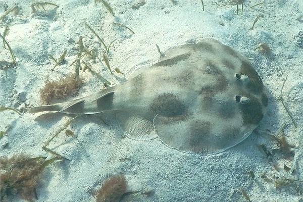 Electric Rays - Lesser Electric Ray