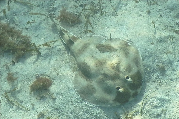 Electric Rays - Lesser Electric Ray