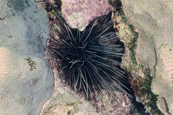 Sea Urchins - Longspine Sea Urchin