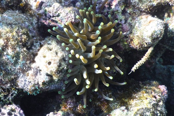 Anemones - Giant Sea Anemone