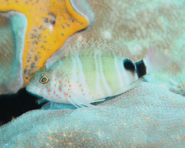 Hawkfish - Redspotted Hawkfish