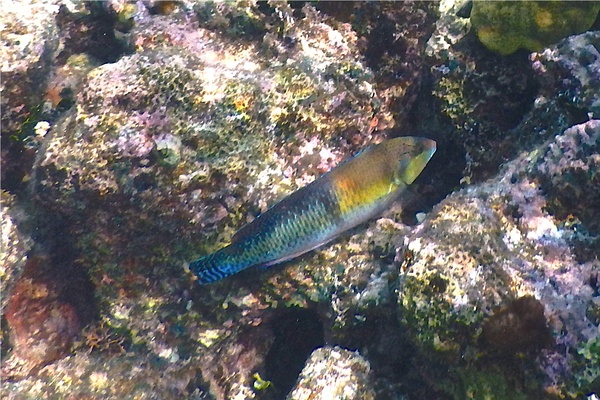 Wrasse - Yellowhead Wrasse