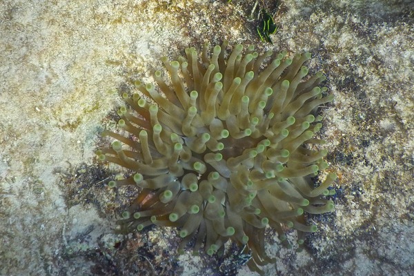 Anemones - Giant Sea Anemone