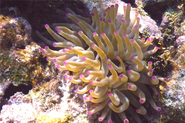 Anemones - Giant Sea Anemone