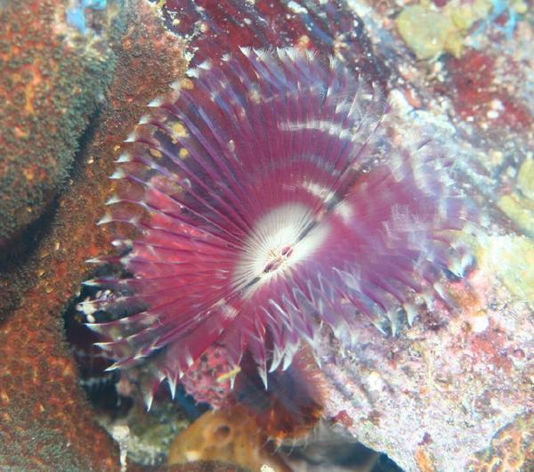 Featherduster worms - Split-crown Featherduster