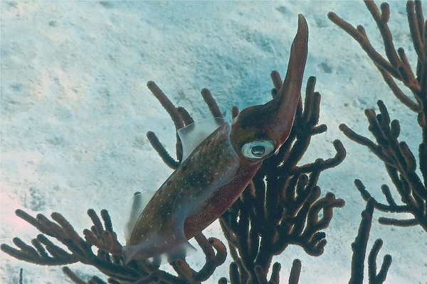 Squid - Caribbean Reef Squid