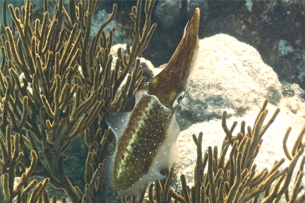 Squid - Caribbean Reef Squid Squid - Caribbean Reef Squid