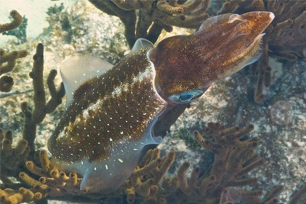 Squid - Caribbean Reef Squid