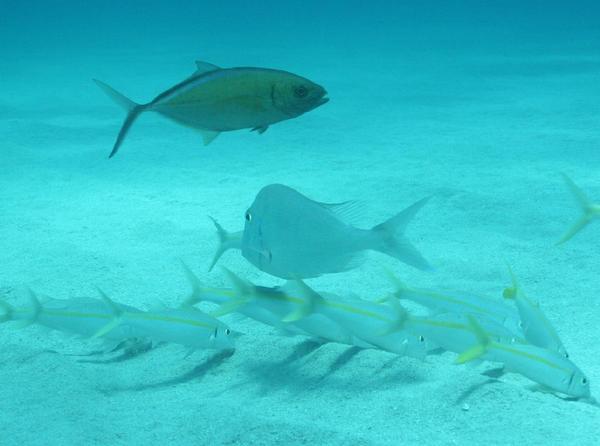 Goatfish - Yellow Goatfish